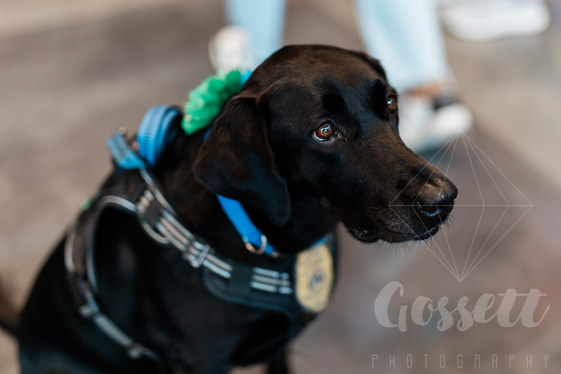 The Comfort Dog for the Cobb County District Attorney's Office, a Black Labrador named Rose, poses for the camera while attending the school supply drive. 
